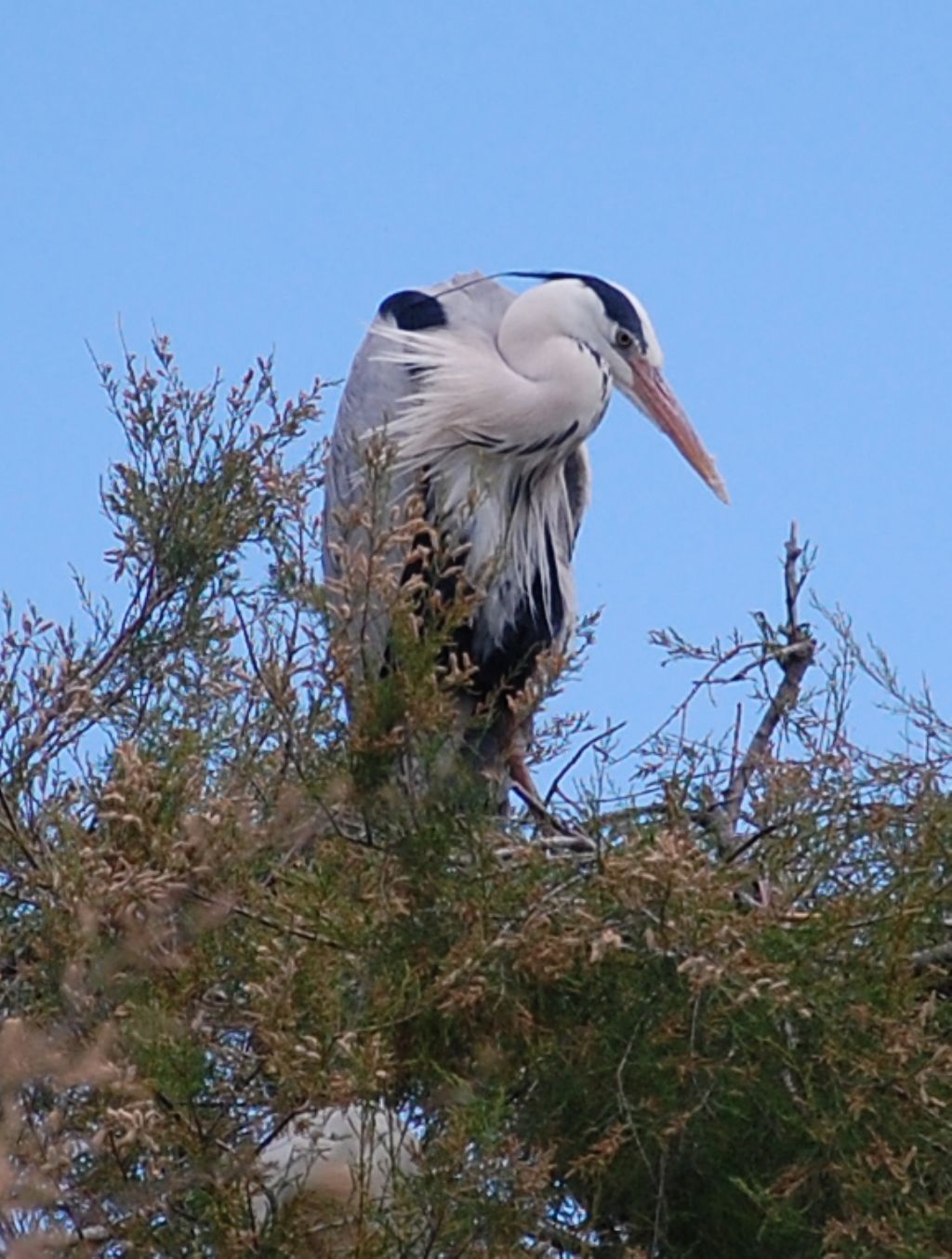 Uccelli della Camargue - 6 - Airone cenerino